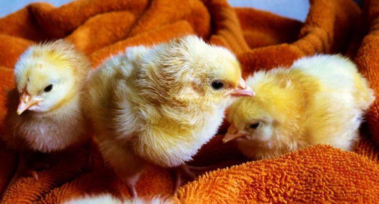 ΟΧΙ δώρο νεογέννητο πασχαλινό ζωάκι!