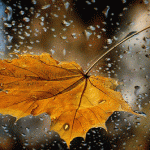 Autumn-Rain
