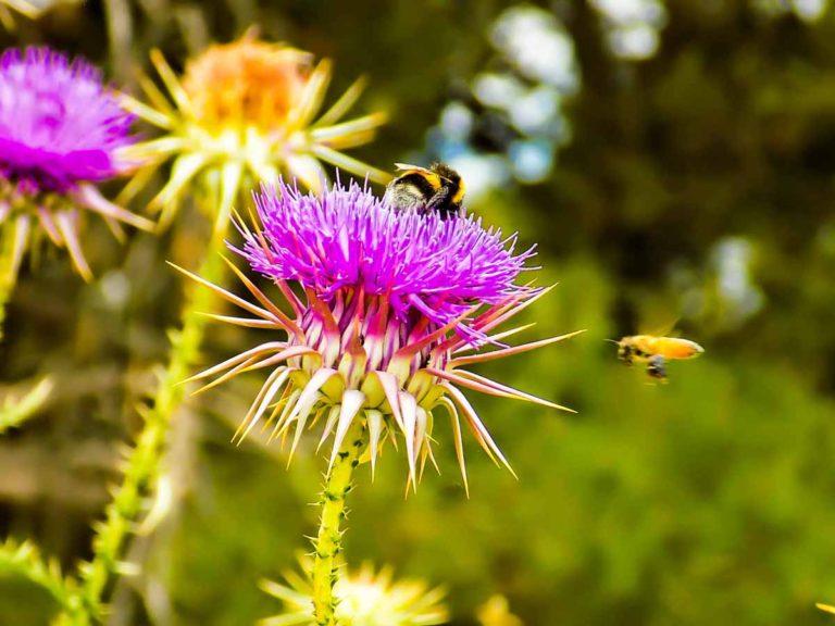 Γαιδουράγκαθο! Βότανο για αποτοξίνωση με εξαιρετικές ιδιότητες στην υγεία