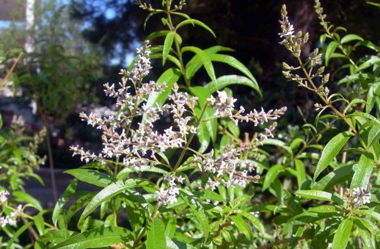 Λουίζα: Δημοφιλές βότανο για την αντιμετώπιση της παχυσαρκίας