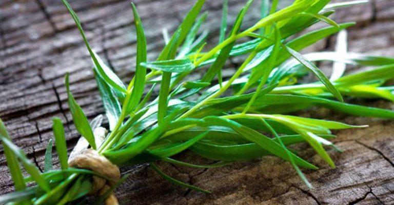 Έστραγκον – ένα βότανο ως φυσική θεραπεία για πολλές ασθένειες