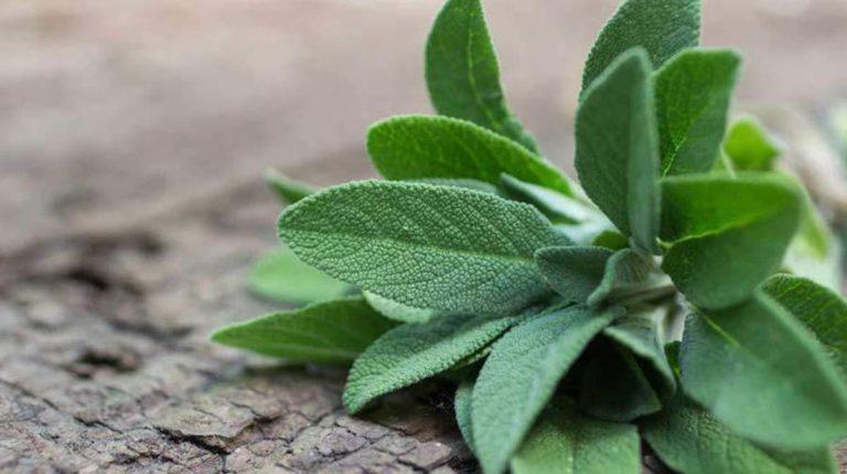 Φασκόμηλο: Το «Ελληνικό τσάι» με τα πλούσια οφέλη