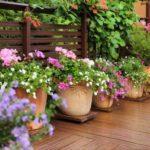 6-1-panemorfa-fyta-gia-tis-skieres-gwnies-tou-mpalkoniou-sou-mommyjammi1