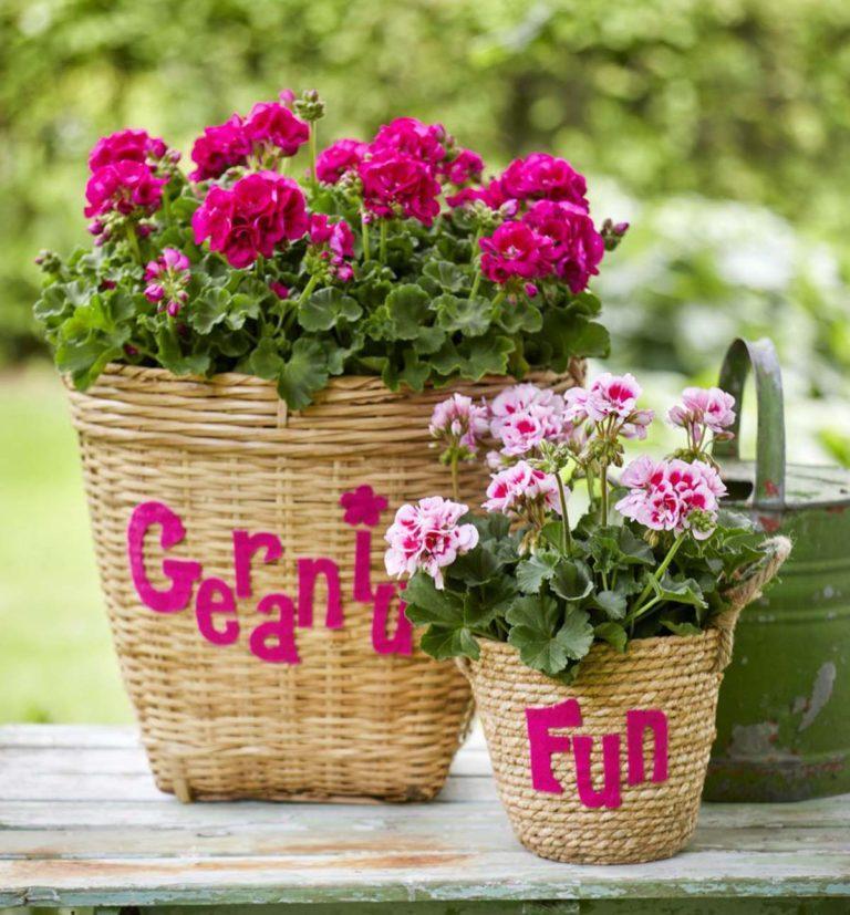 DIY κατασκευές με γεράνια σε γλάστρες