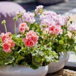 h-epoxi-tou-geraniou-eftase-vasikes-sumvoules-futeusis-kai-frontidas-mommyjammi4