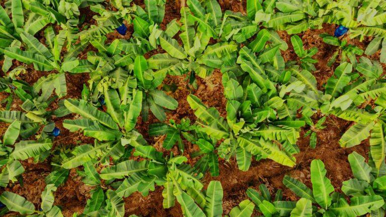 Η Chiquita εντάσσεται στην Πρωτοβουλία Βιώσιμης Γεωργίας για τη βελτιστοποίηση των γεωργικών πρακτικών της