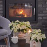 h-idaniki-forntida-gia-ta-aleksandrina-mommyjammi1