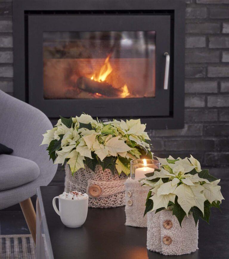 Η ιδανική φροντίδα για τα αλεξανδρινά