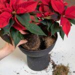 h-idaniki-forntida-gia-ta-aleksandrina-mommyjammi2