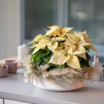 h-idaniki-forntida-gia-ta-aleksandrina-mommyjammi3