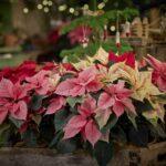 h-idaniki-forntida-gia-ta-aleksandrina-mommyjammi4