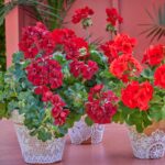 pente-fantastikes-idees-gia-kataskeues-me-gerania-se-glastres-mommyjammi1