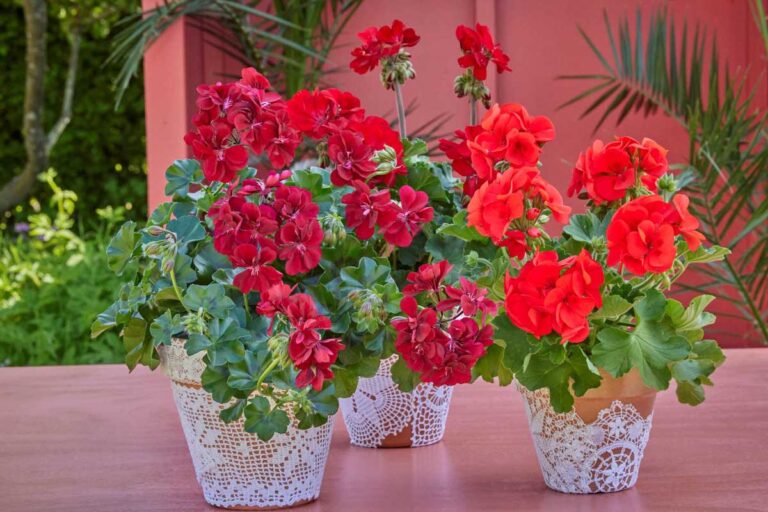 3 φανταστικές ιδέες για κατασκευές με γεράνια σε γλάστρες