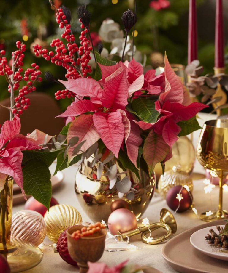 Πώς να φροντίσετε σωστά τα αλεξανδρινά