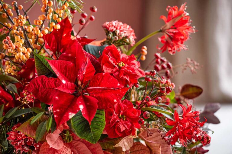 Πώς να φροντίσετε σωστά τα αλεξανδρινά και μετά τις γιορτές