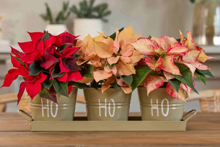 Χρήσιμες συμβουλές φροντίδας για λαμπερά αλεξανδρινά